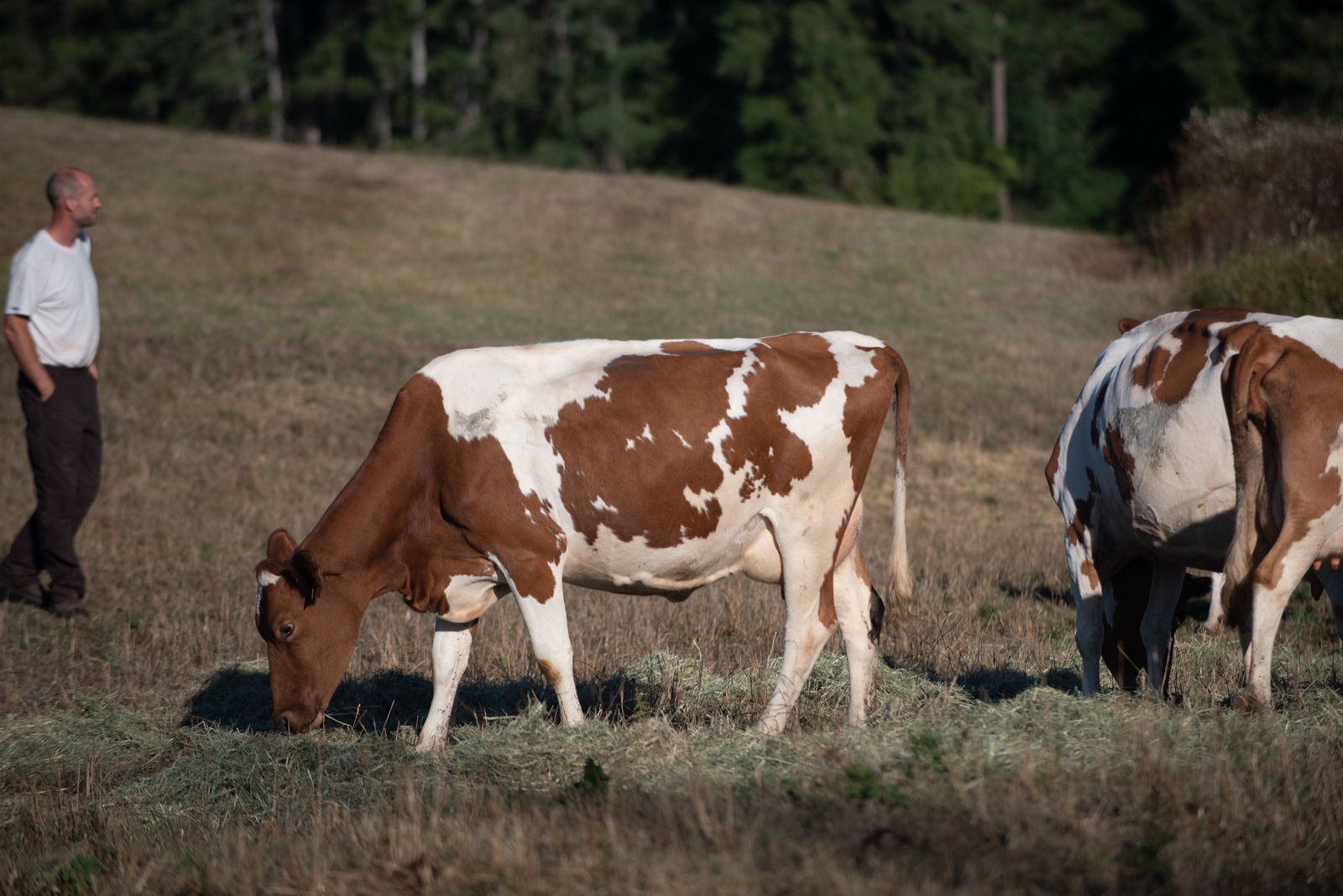A Guernsey cow grazing in a Vancouver Island pasture with Caroline and Mark's small herd and Mark in the background