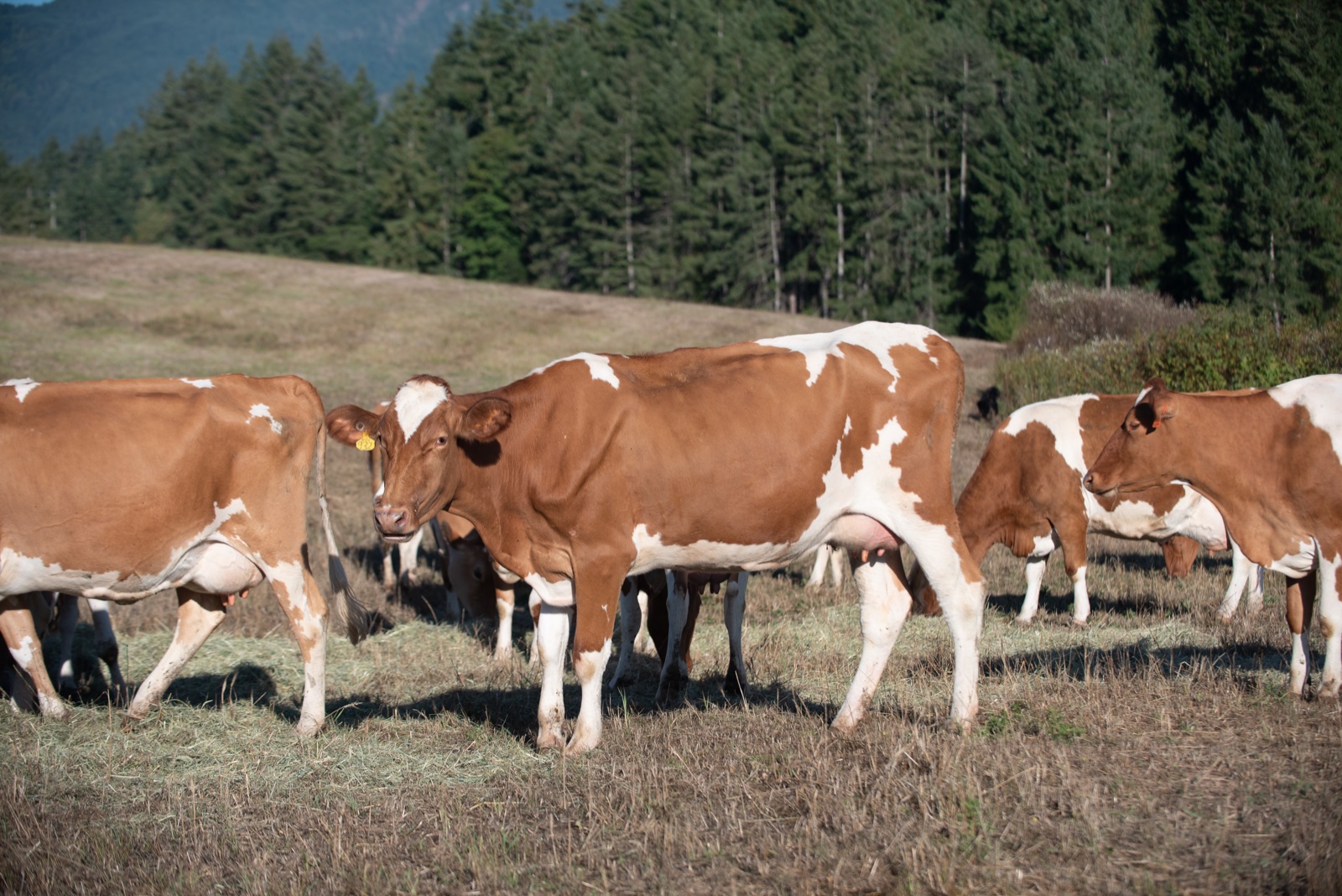A herd of Guernsey cows grazing in a grass field on Vancouver Island